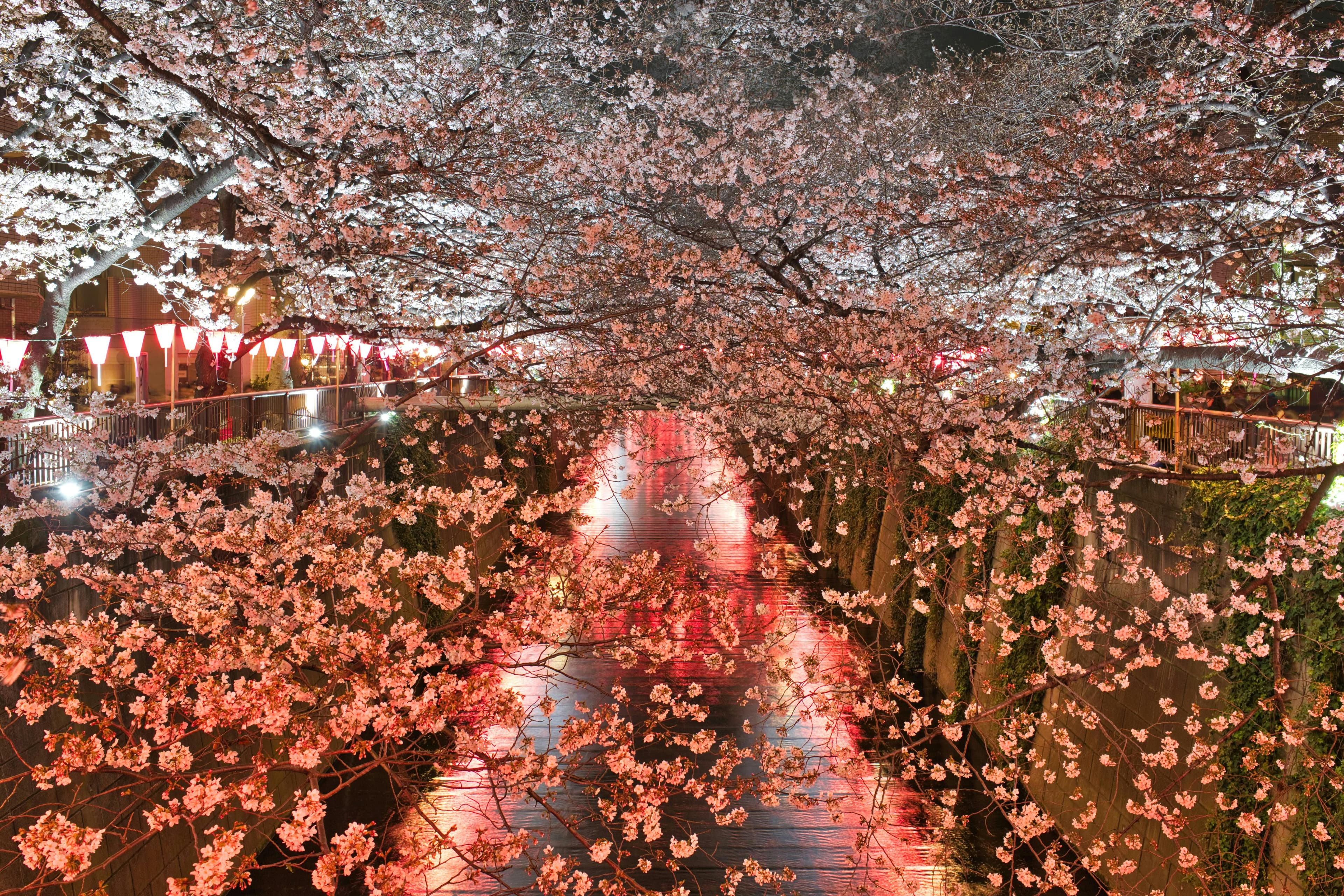 Meguro River in Nakameguro in the Evening