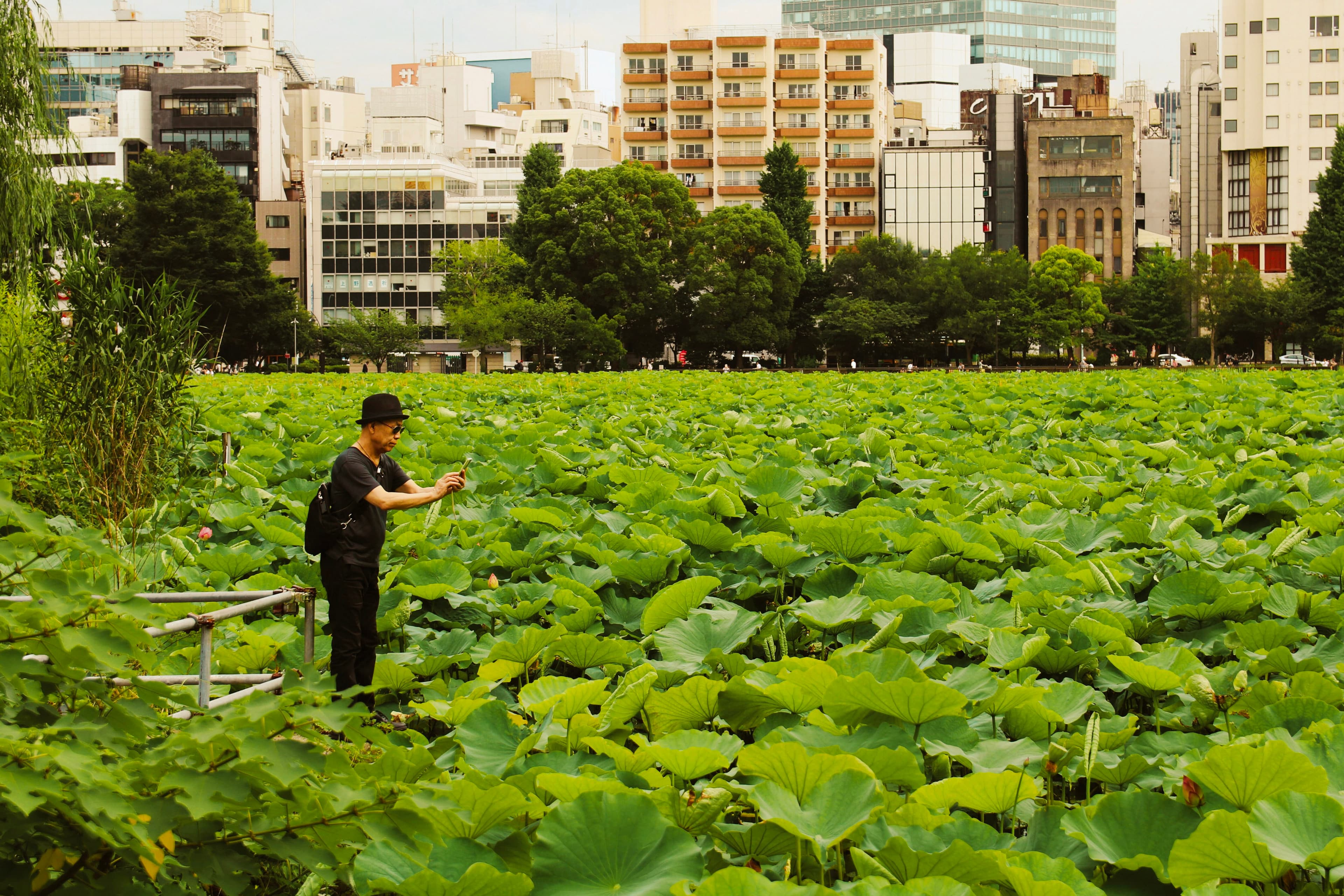 Ueno Shinobazu Pond