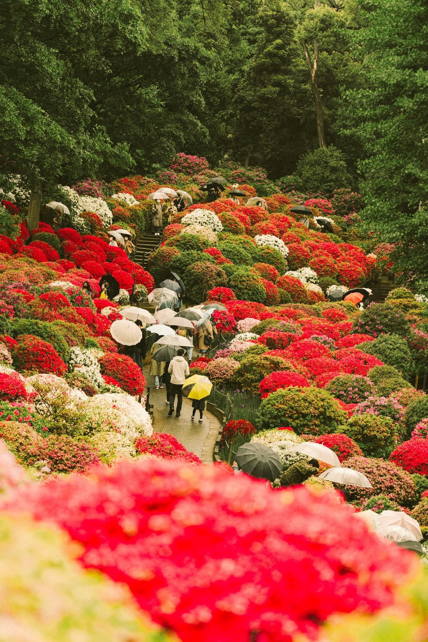 Colourful Azaleas Leading to Nezu Shrine
